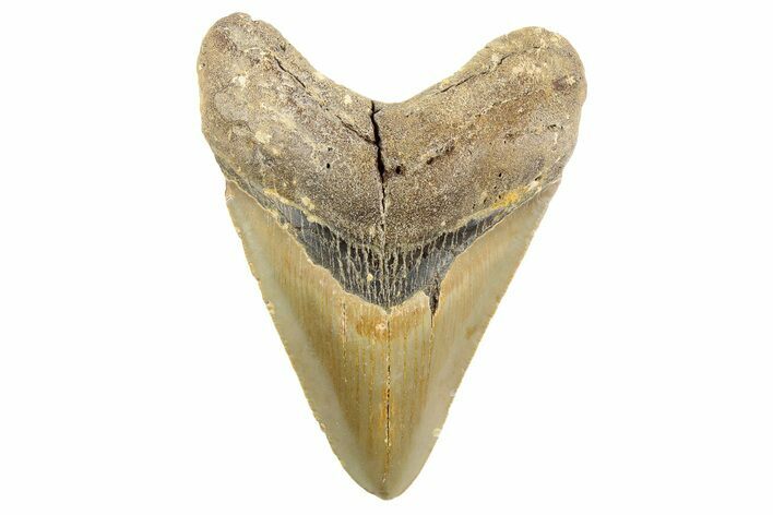 Fossil Megalodon Tooth - North Carolina #257777